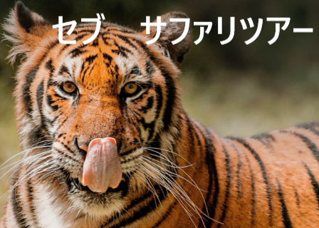 セブ サファリツアー